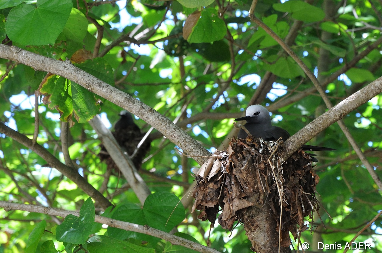 DSC_5577 Anous stolidus brown noddy nest_tn.jpg